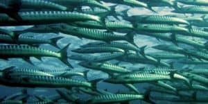 Alphabet wants to use AI to make fish farms more efficient