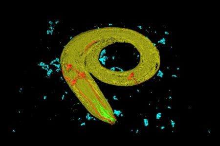 Liquid neural networks: how a worm solves AI’s problems