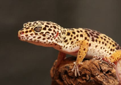 Akamai moves further towards the edge with Gecko