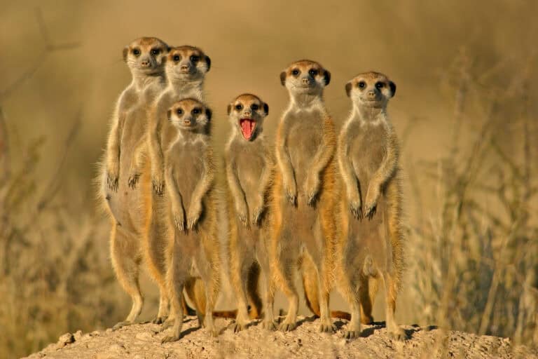 Muddling Meerkat manipulates China’s Great Firewall