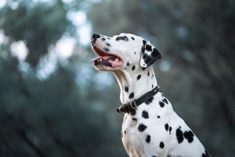OpenStack welcomes more Dalmatian users after VMware acquisition
