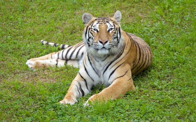 A growl from the graph, TigerGraph prowls Savanna for smarter AI