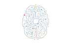How to build a chip that’s as efficient as the human brain