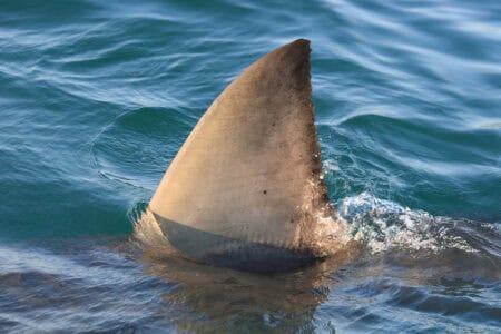 Sysdig donates Stratoshark to Wireshark Foundation for cloud security
