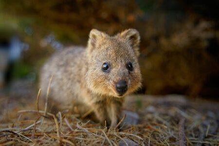 Ubuntu 25.10 ‘Questing Quokka’ comes with GNOME 49