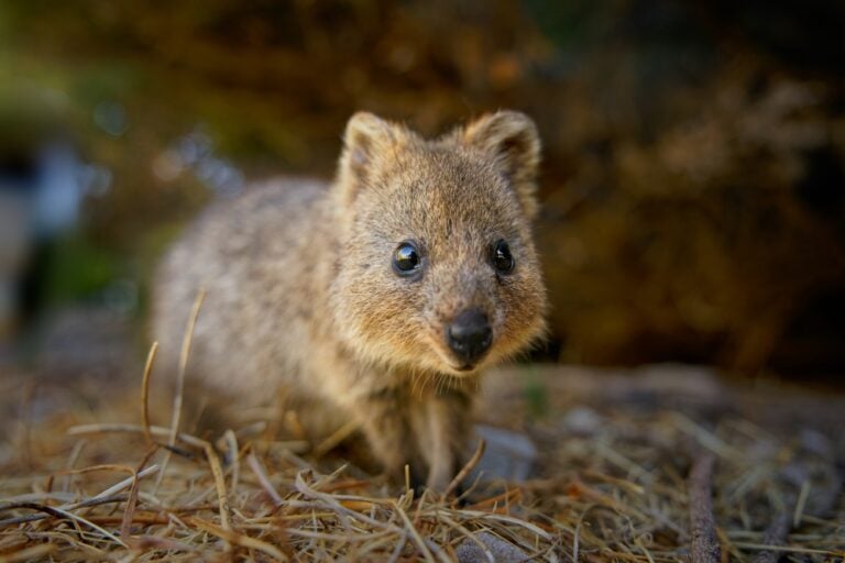 Ubuntu 25.10 ‘Questing Quokka’ comes with GNOME 49