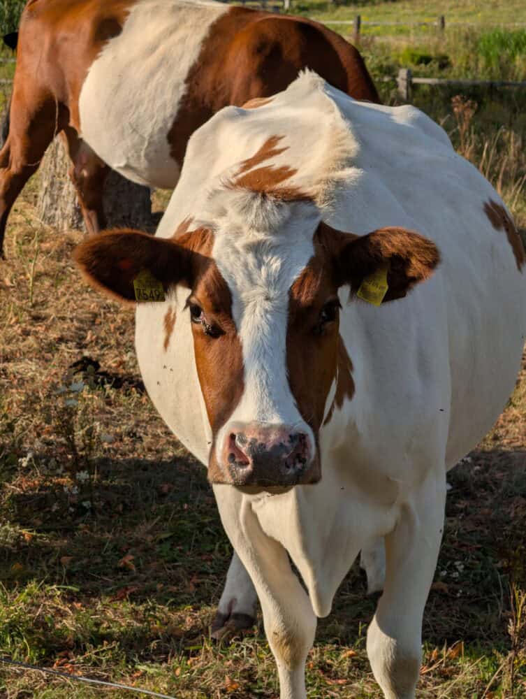 A brown and white cow with ear tags stands facing the camera in a grassy field, with another cow partially visible behind it.