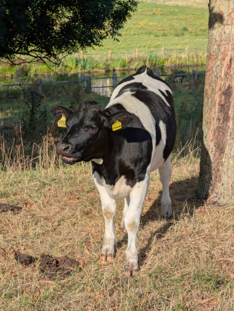 A black and white cow standing on dry grass near a tree with yellow identification tags on its ears.