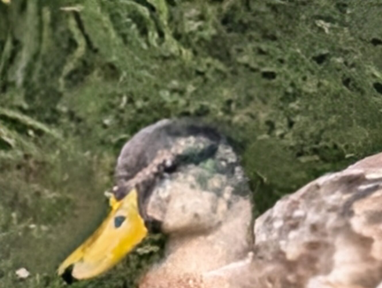 A duck with a yellow bill and mottled feathers stands against a green, textured natural background.