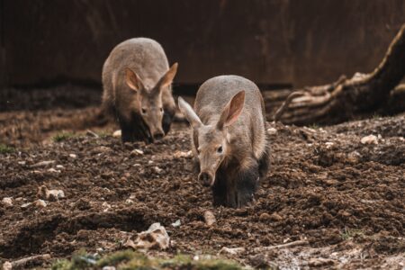 OpenAI Aardvark automatically detects vulnerabilities