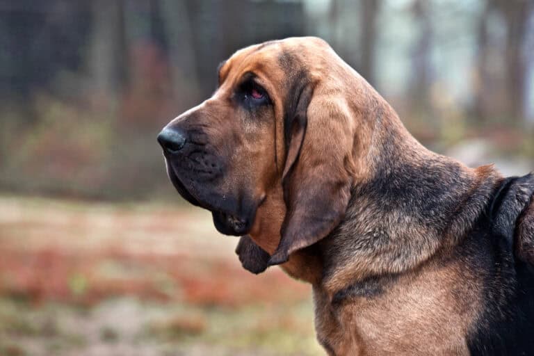 BloodHound sniffs out attack paths in Okta, GitHub, and Mac environments