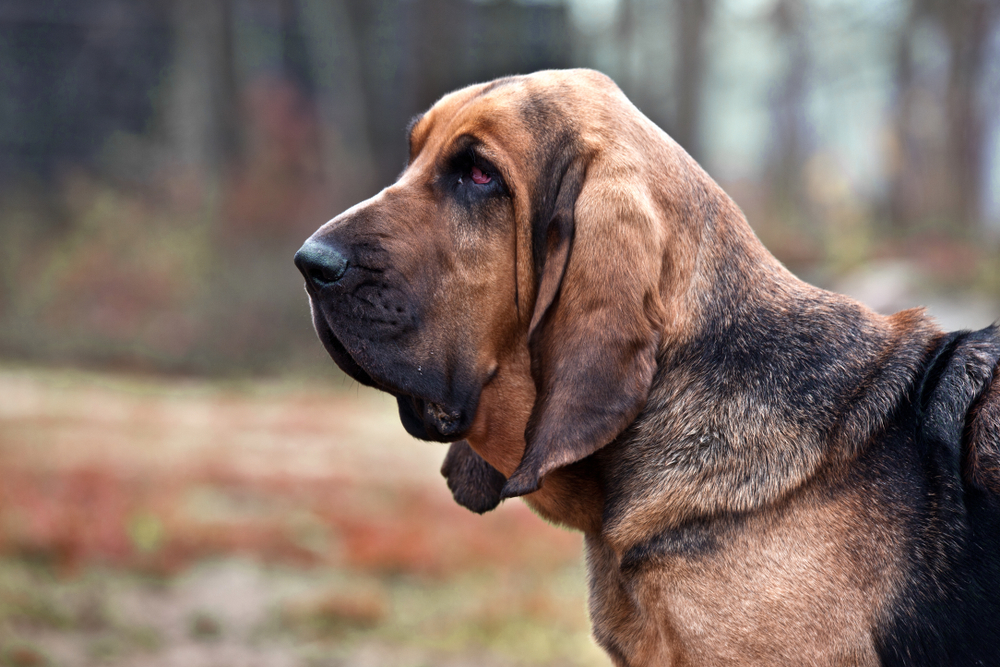 BloodHound sniffs out attack paths in Okta, GitHub, and Mac environments