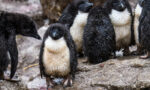 It’s raining Linux vulnerabilities: what’s going on?