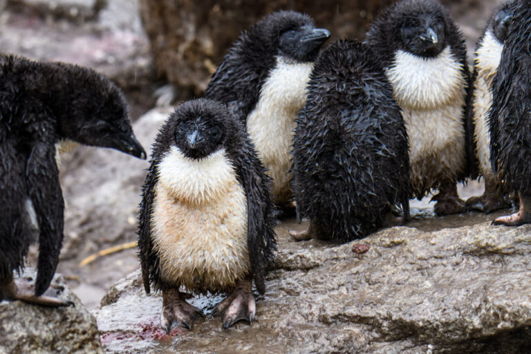 It’s raining Linux vulnerabilities: what’s going on?